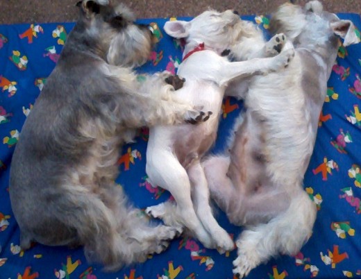 La hora de la siesta en familia.